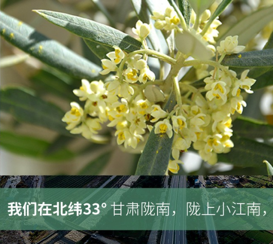 武都的氣候、土壤等與地中海沿岸極其相似，同處于世界頂級(jí)油橄欖黃金生產(chǎn)帶（32°58--33°36）年平均氣溫為14.7°，年日照時(shí)數(shù)1911..